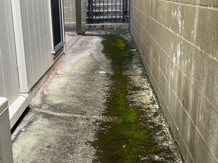 Moss-covered concrete pathway beside a building with a gated entrance.